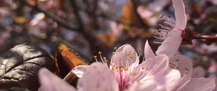 Blühende Kirschblüten an einem Zweig