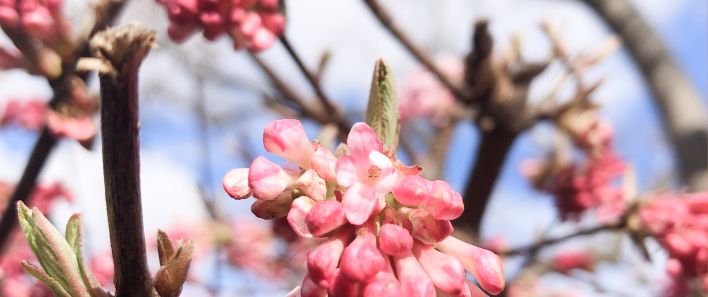Rosa Bl&uuml;ten an einem Strauch im Fr&uuml;hling